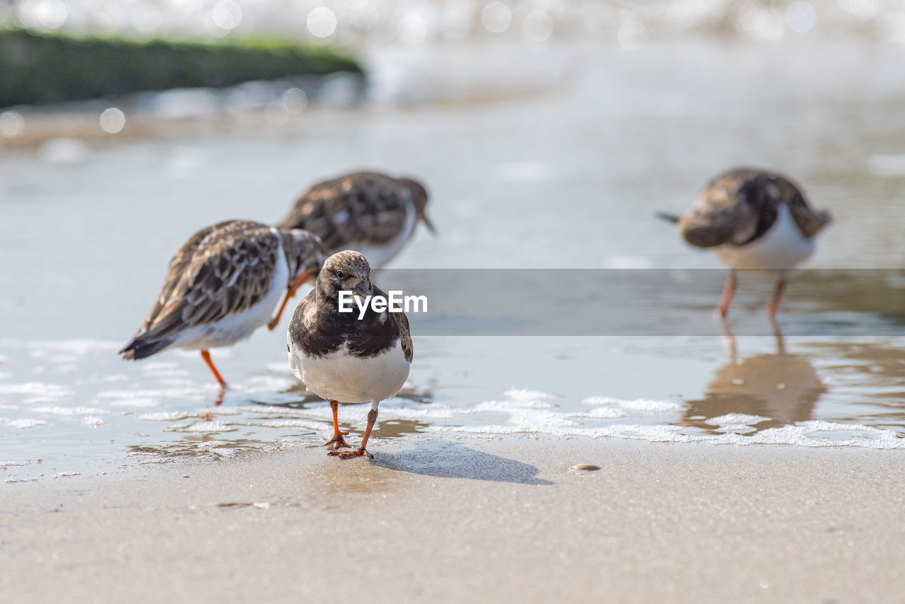 DUCKS ON BEACH