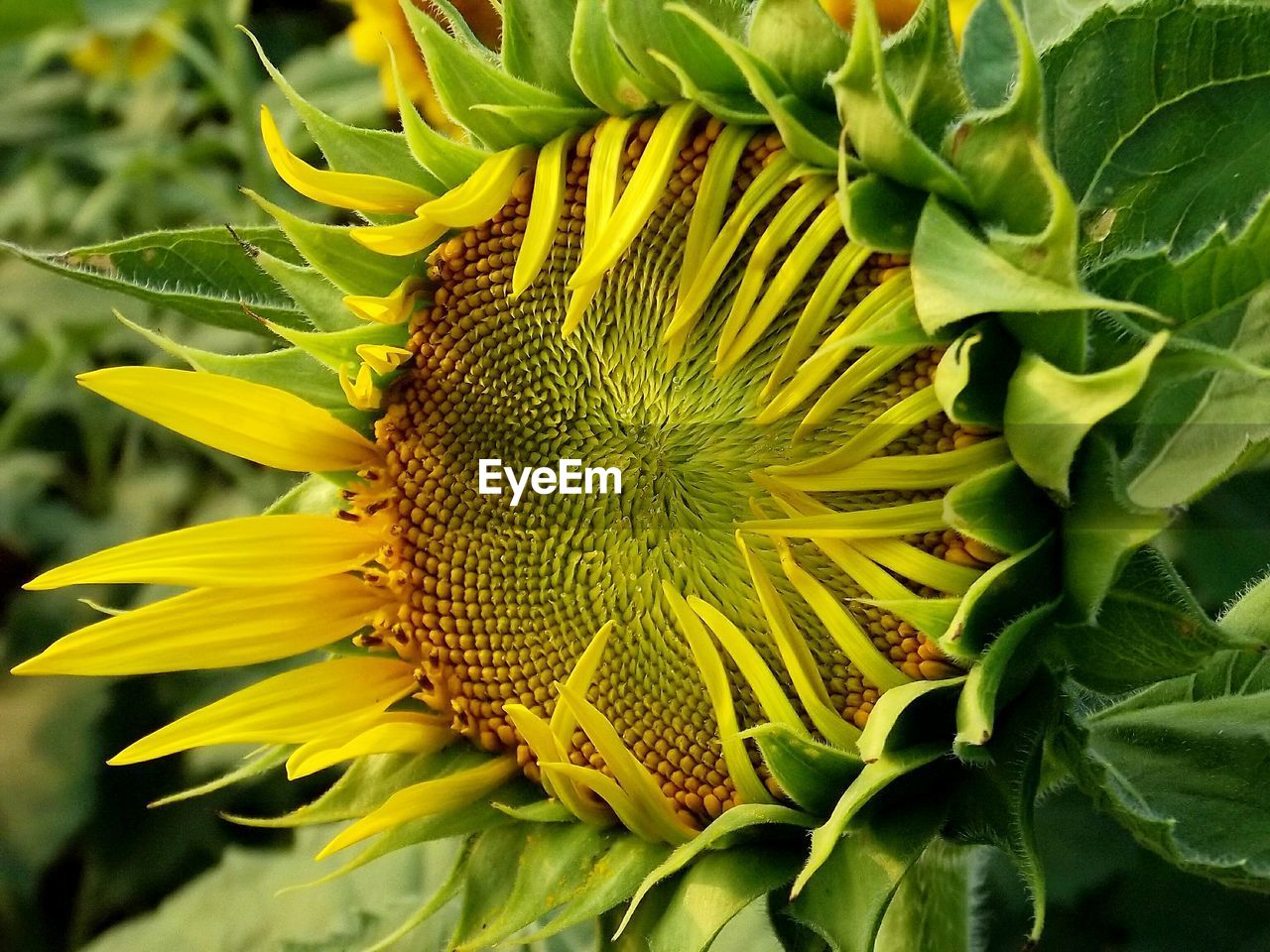 Close-up of sunflower blooming in garden