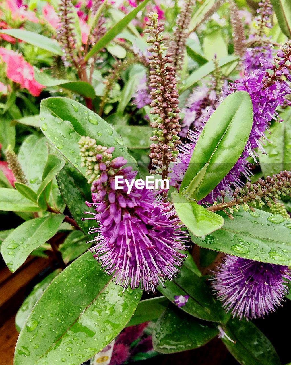 CLOSE-UP OF PURPLE FLOWERS GROWING OUTDOORS