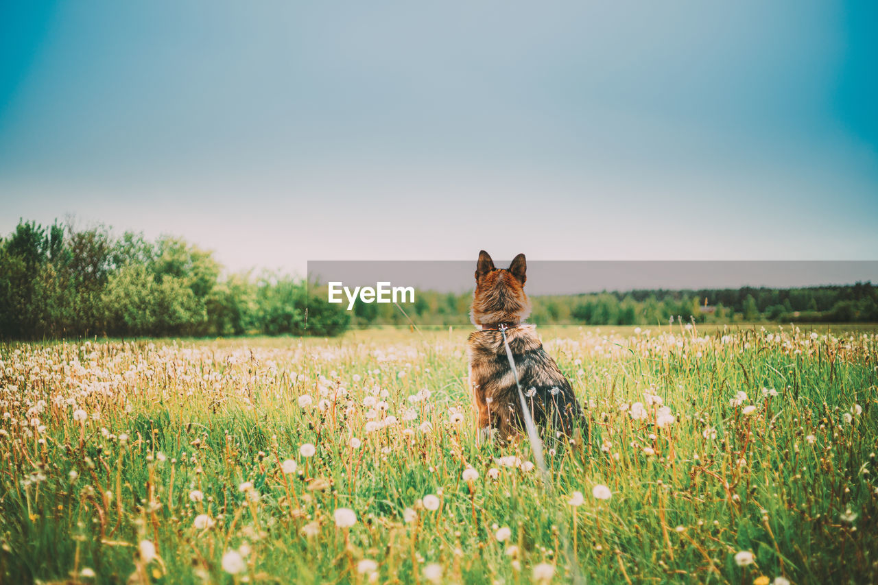 portrait of cat on grassy field against sky