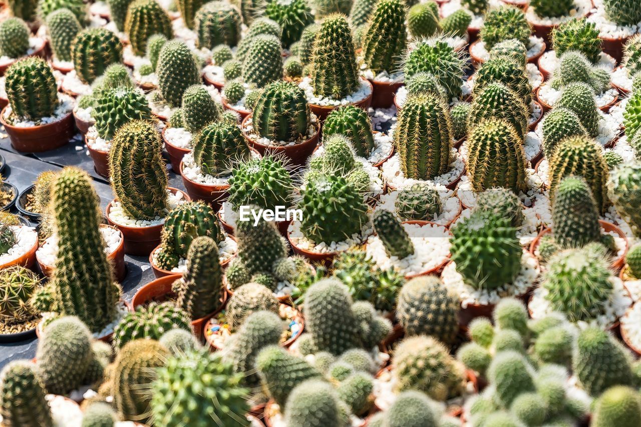 cactus, succulent plant, growth, plant, thorn, green, full frame, no people, nature, nopal, spiked, backgrounds, day, beauty in nature, sharp, barrel cactus, prickly pear, flower, abundance, outdoors, high angle view, barbary fig, houseplant, prickly pear cactus, botany, large group of objects