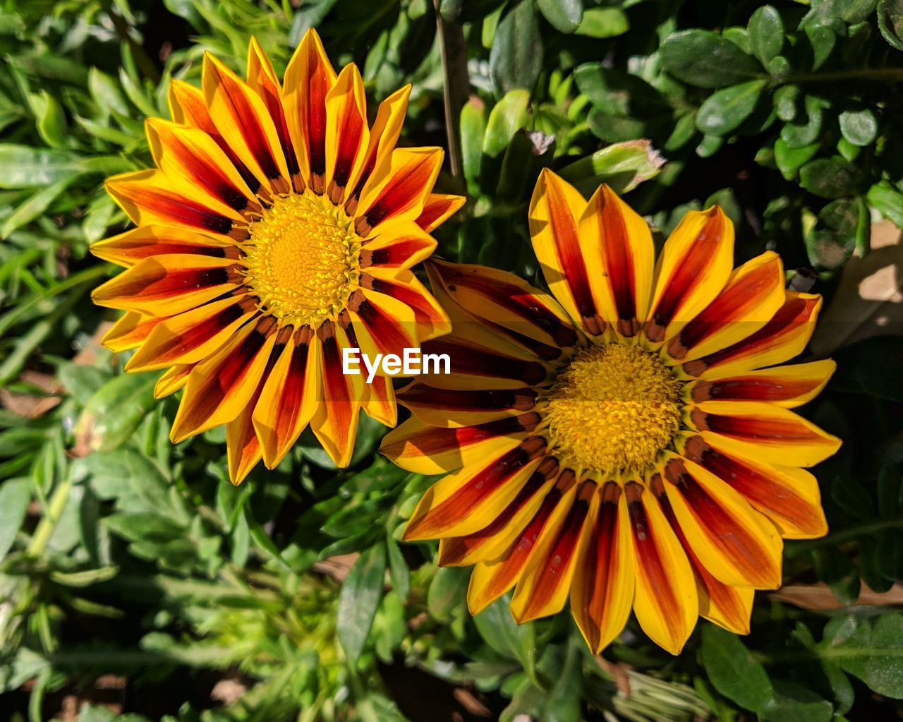 CLOSE-UP OF ORANGE AND YELLOW FLOWERING PLANTS