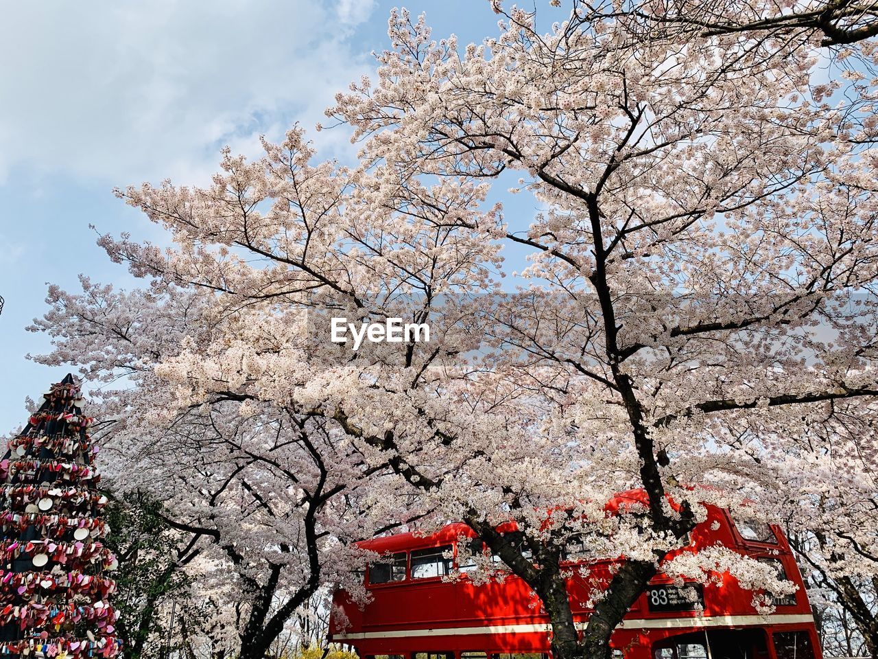 LOW ANGLE VIEW OF CHERRY BLOSSOM AGAINST SKY