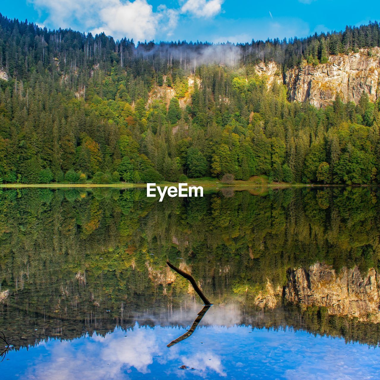 Reflection of trees in lake