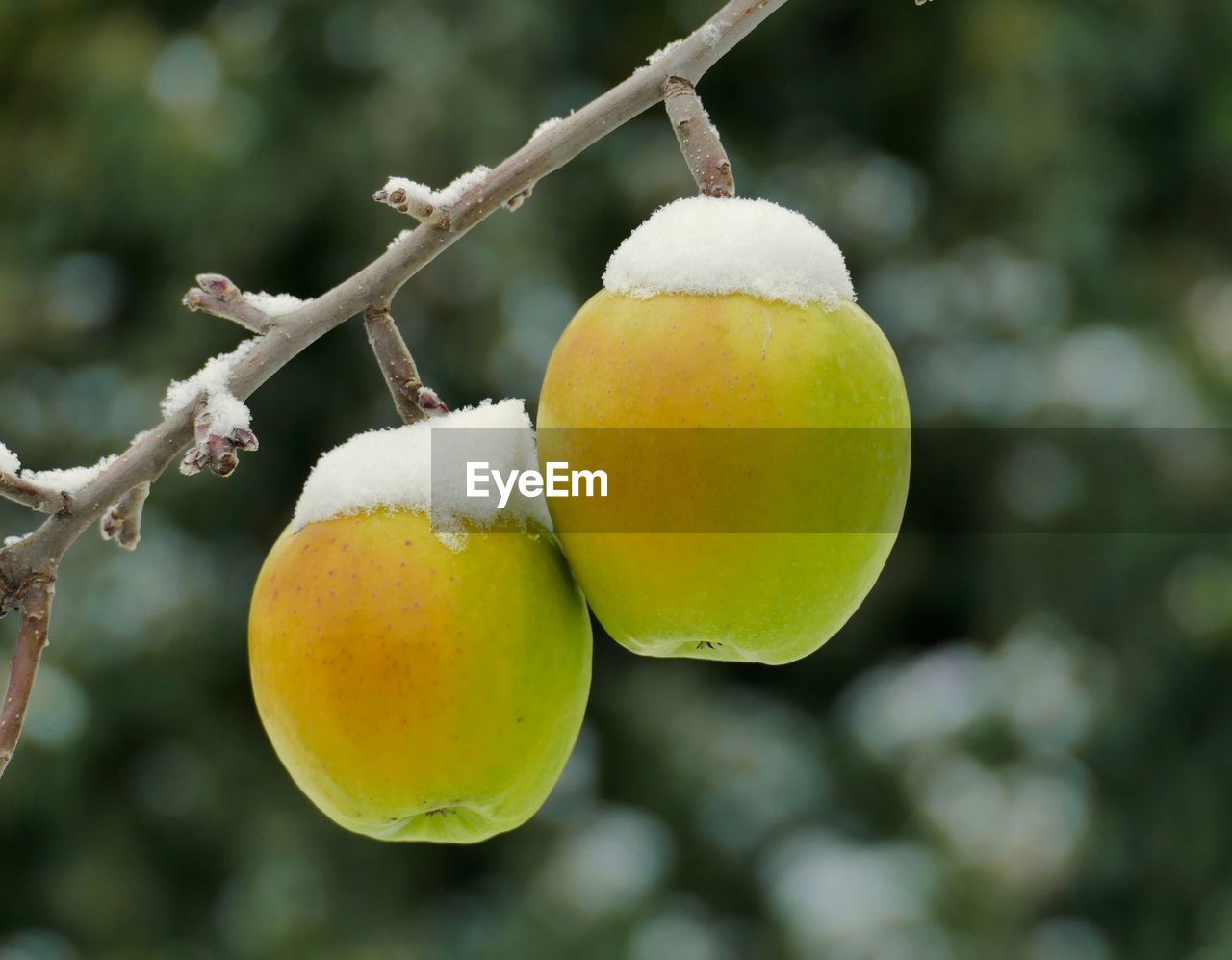 Frozen apple on the tree