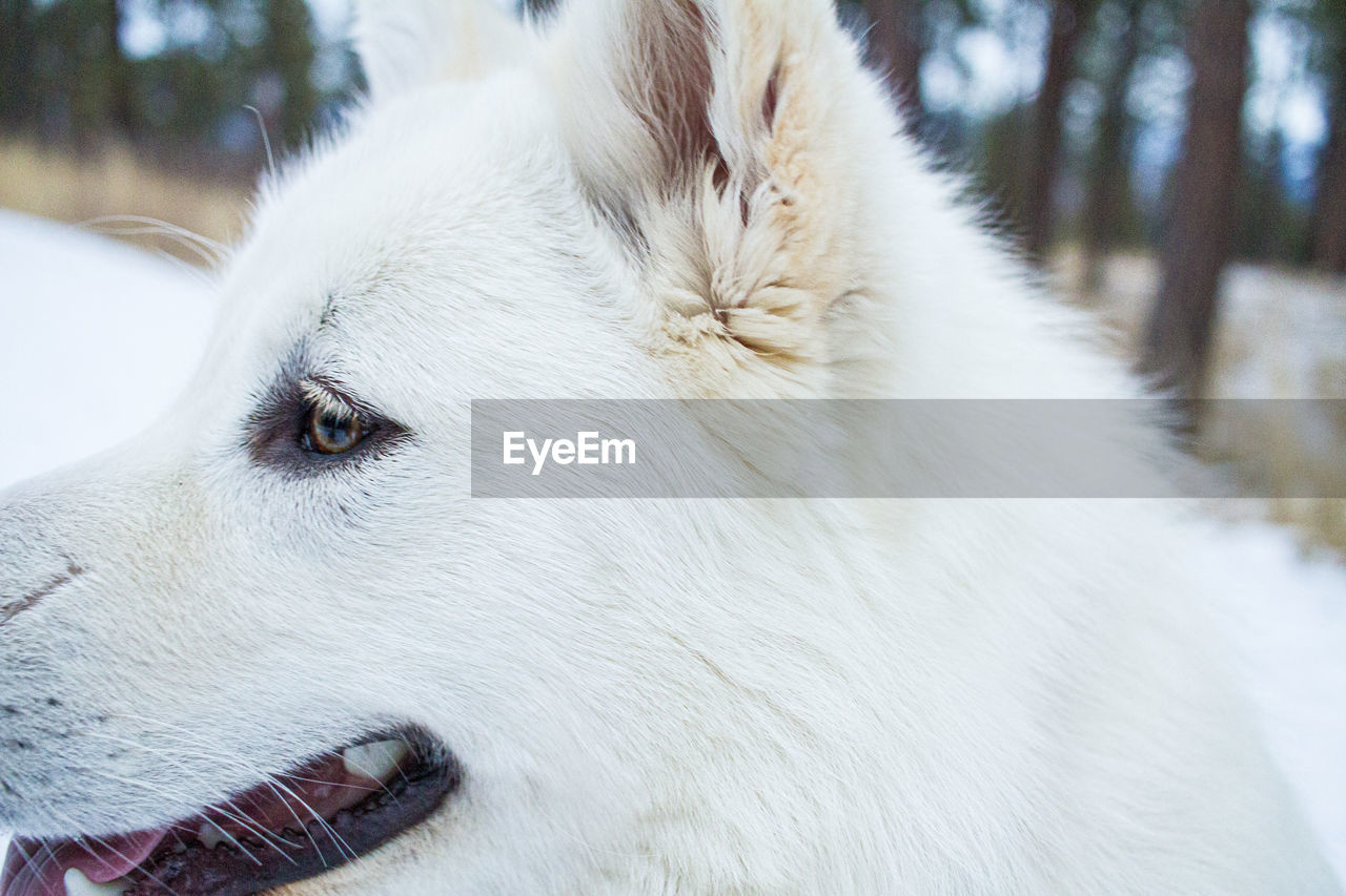 A close up of a white alaskan malamute on a walk in the woods