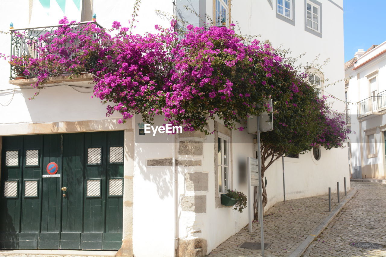 Pink flowering plant by building in city