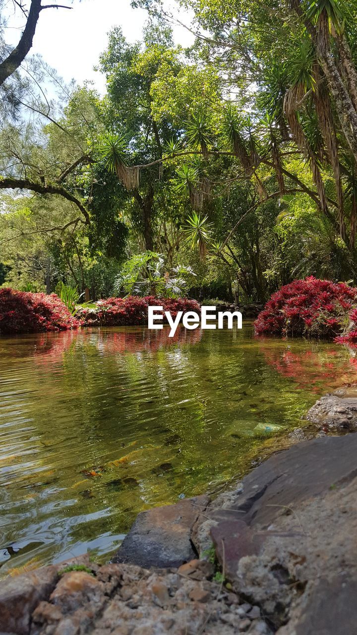 SCENIC VIEW OF LAKE IN FOREST