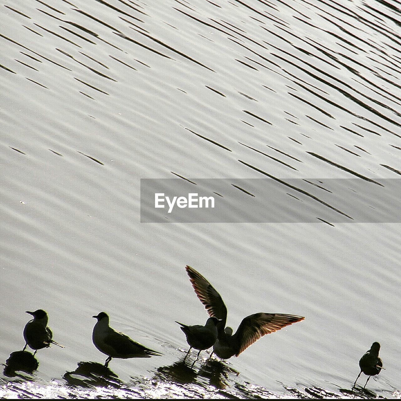 Birds on lakeshore