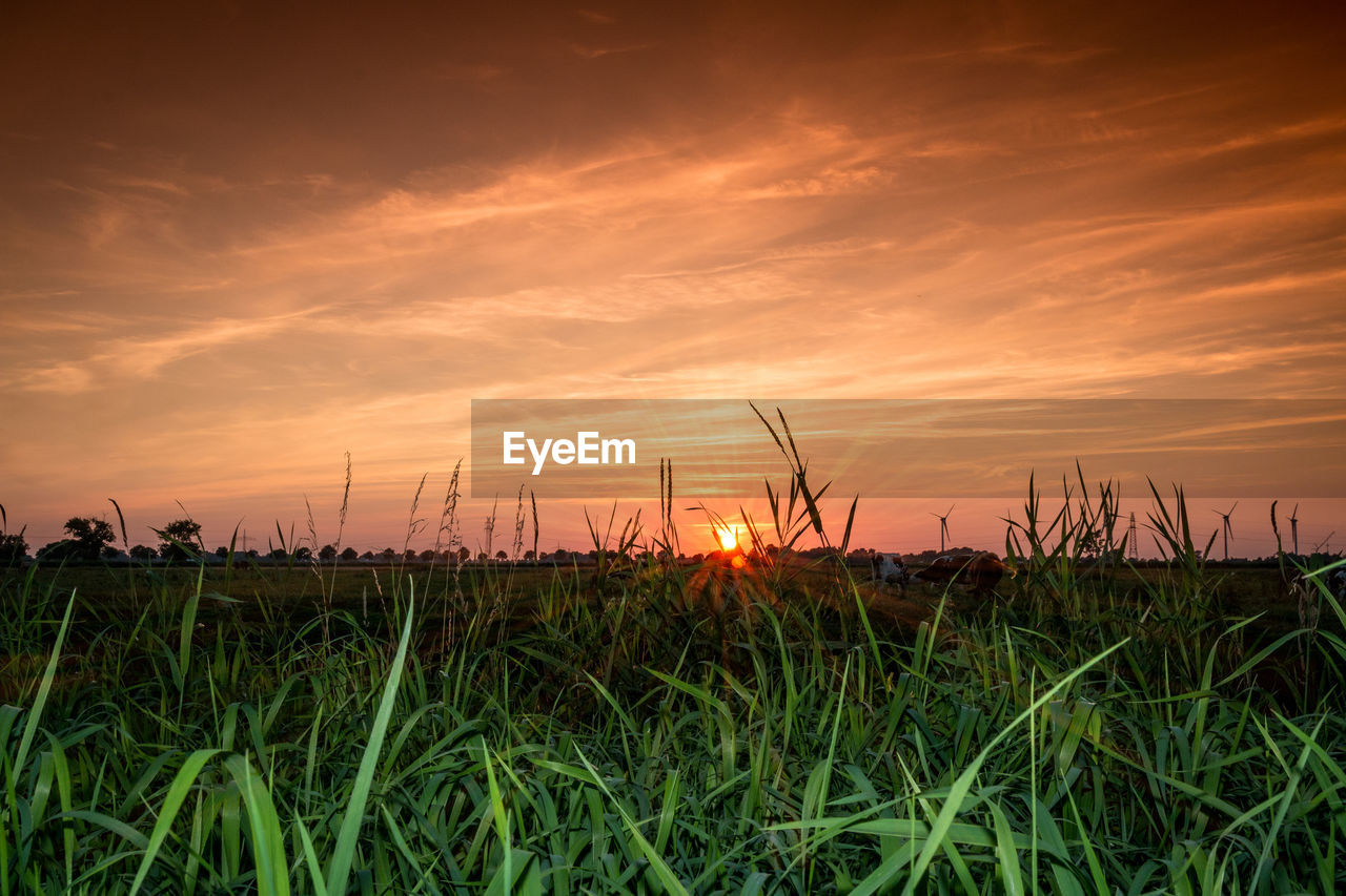 Plants growing on field against sky during sunset