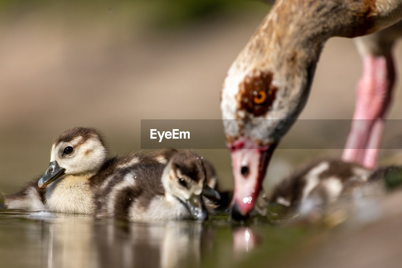 CLOSE-UP OF BIRDS