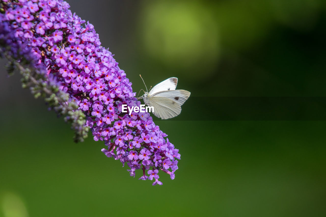 Close-up of butterfly pollinating on purple flower