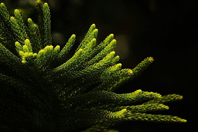 CLOSE-UP OF PLANT