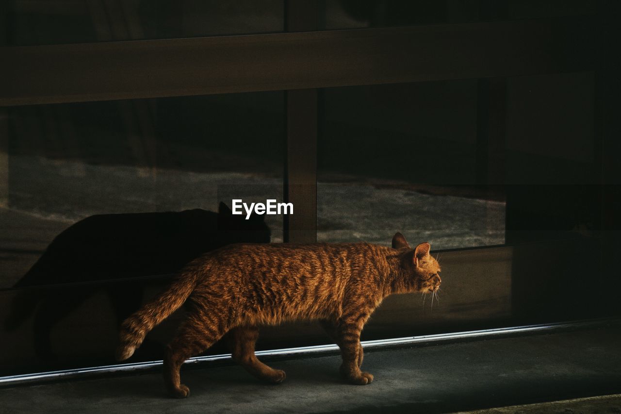 CAT LOOKING AWAY WHILE STANDING IN WINDOW