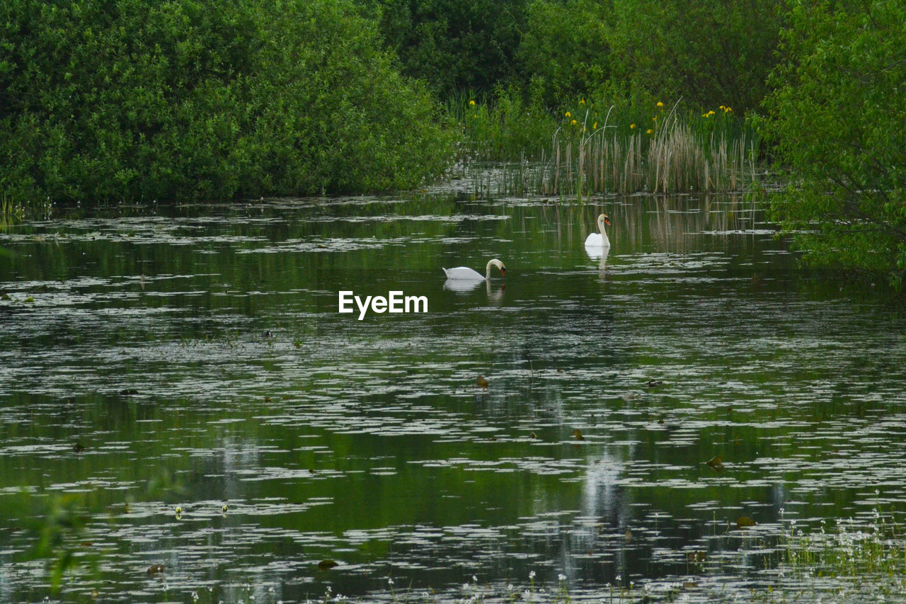 SWAN SWIMMING ON LAKE