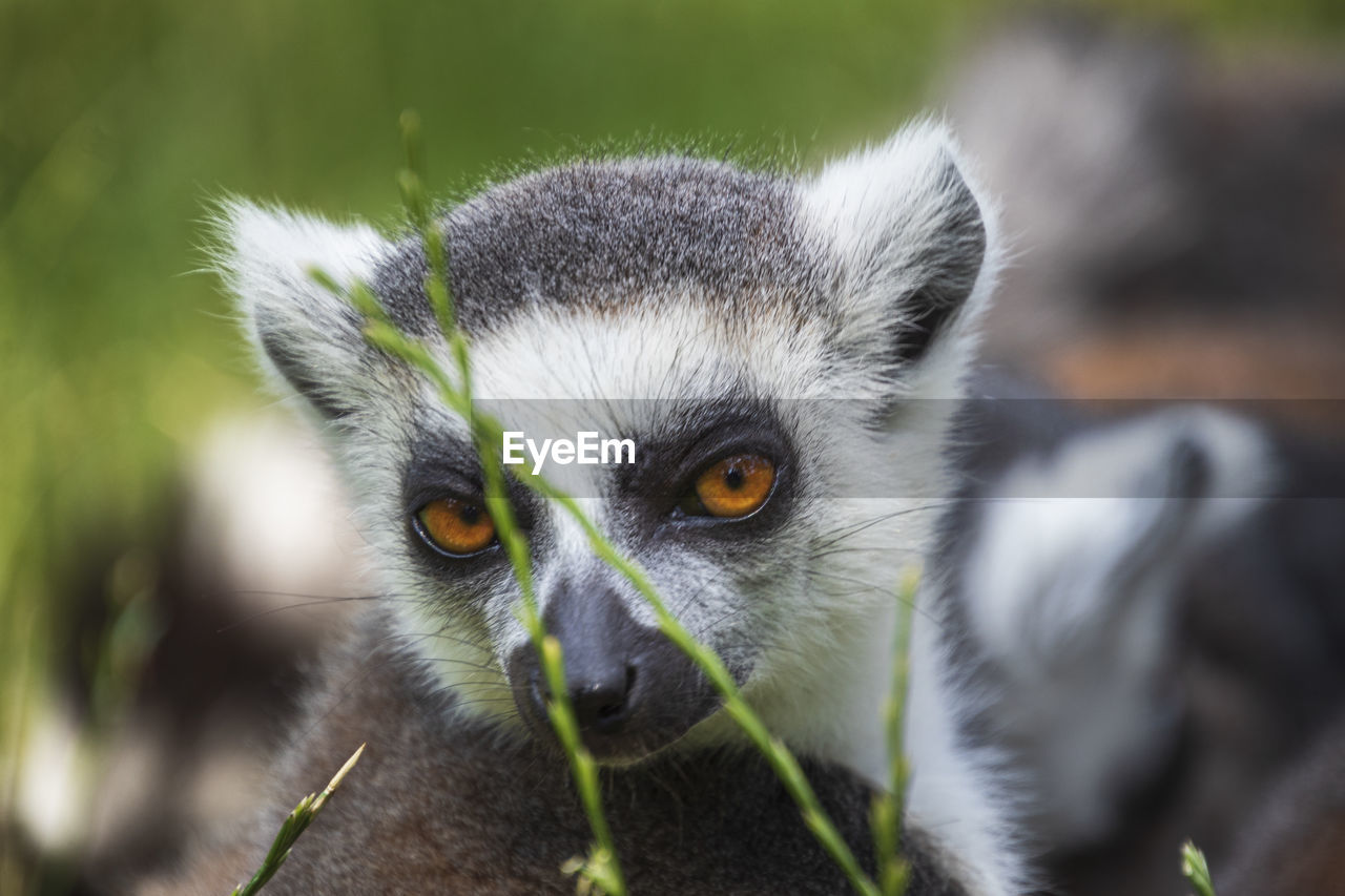 Portrait of lemur outdoors