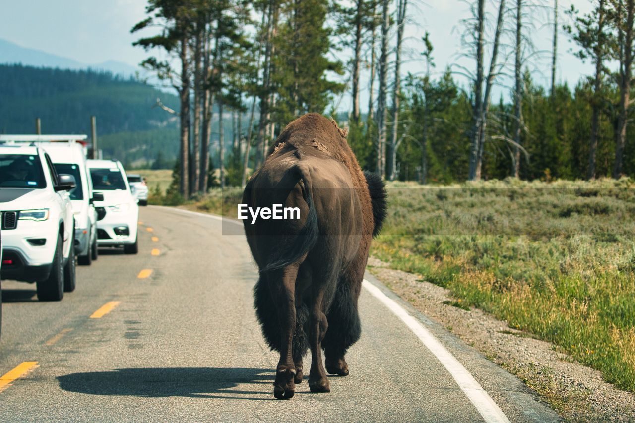 Bison on road in yellowstone national park, montana