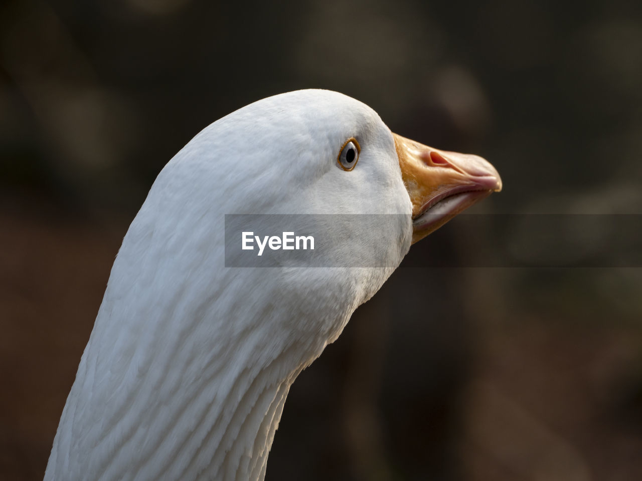 White goose head close-up