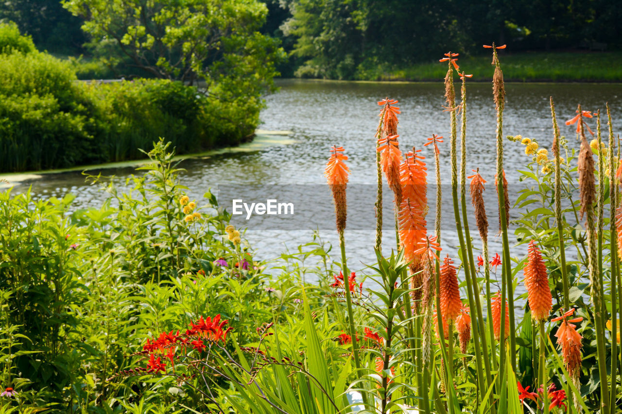 Plants growing by lake