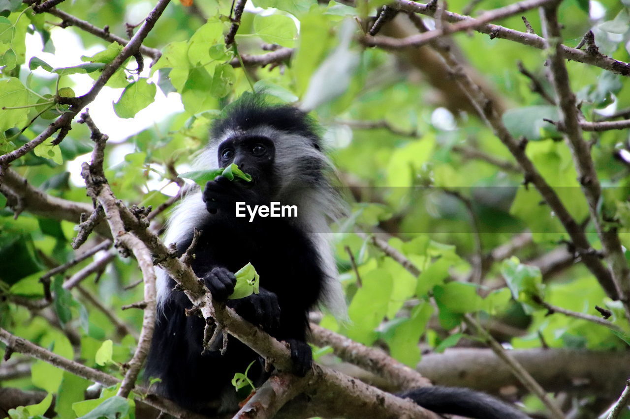 Colobus monkey baby