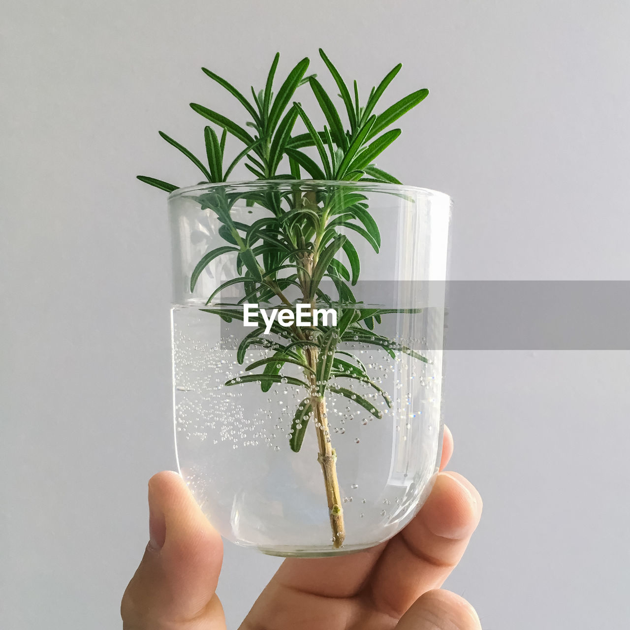 MIDSECTION OF PERSON HOLDING PLANT AGAINST GRAY BACKGROUND