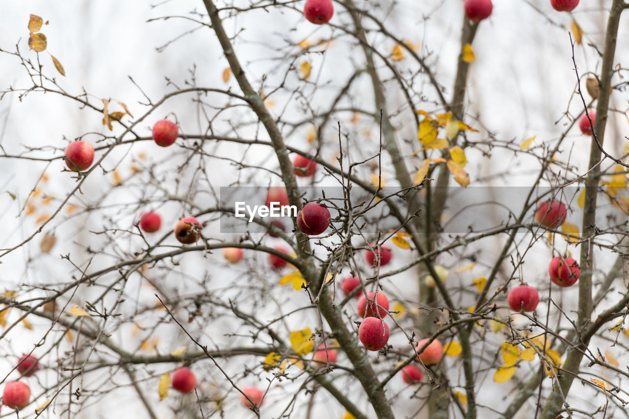 Red apples on tree