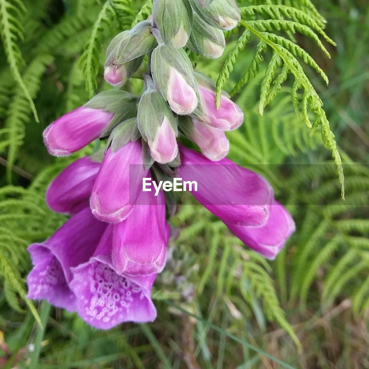 CLOSE-UP OF FLOWERS