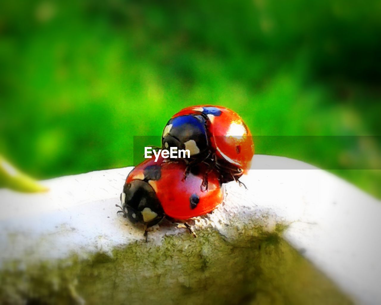 CLOSE-UP OF LADYBUG ON WOOD