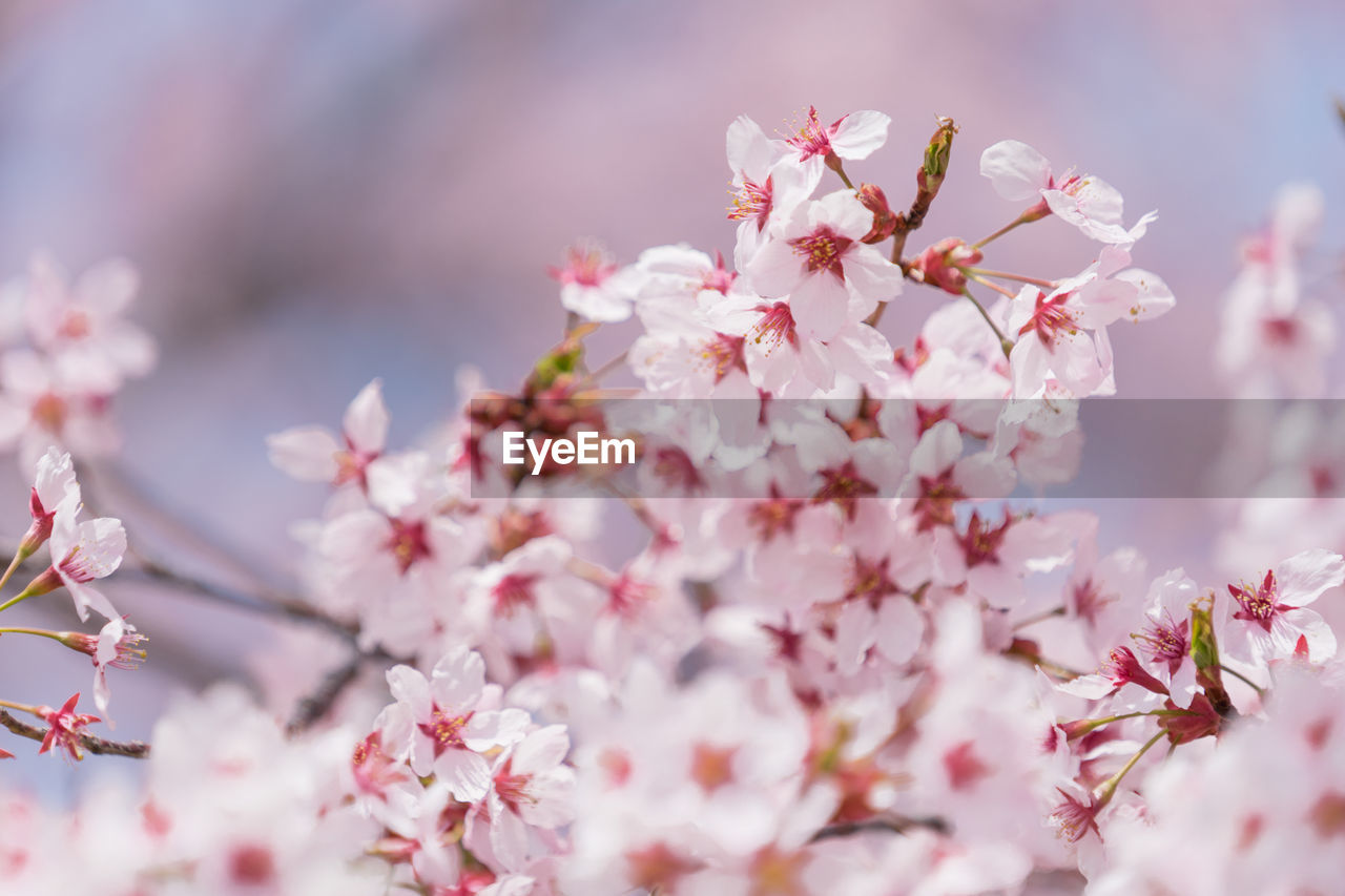 CLOSE-UP OF PINK CHERRY BLOSSOM