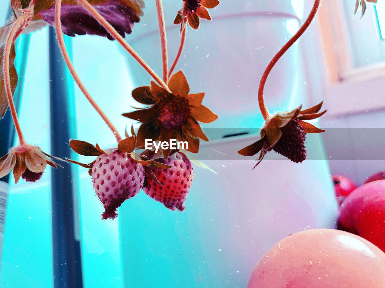 CLOSE-UP OF RED FLOWERING PLANTS