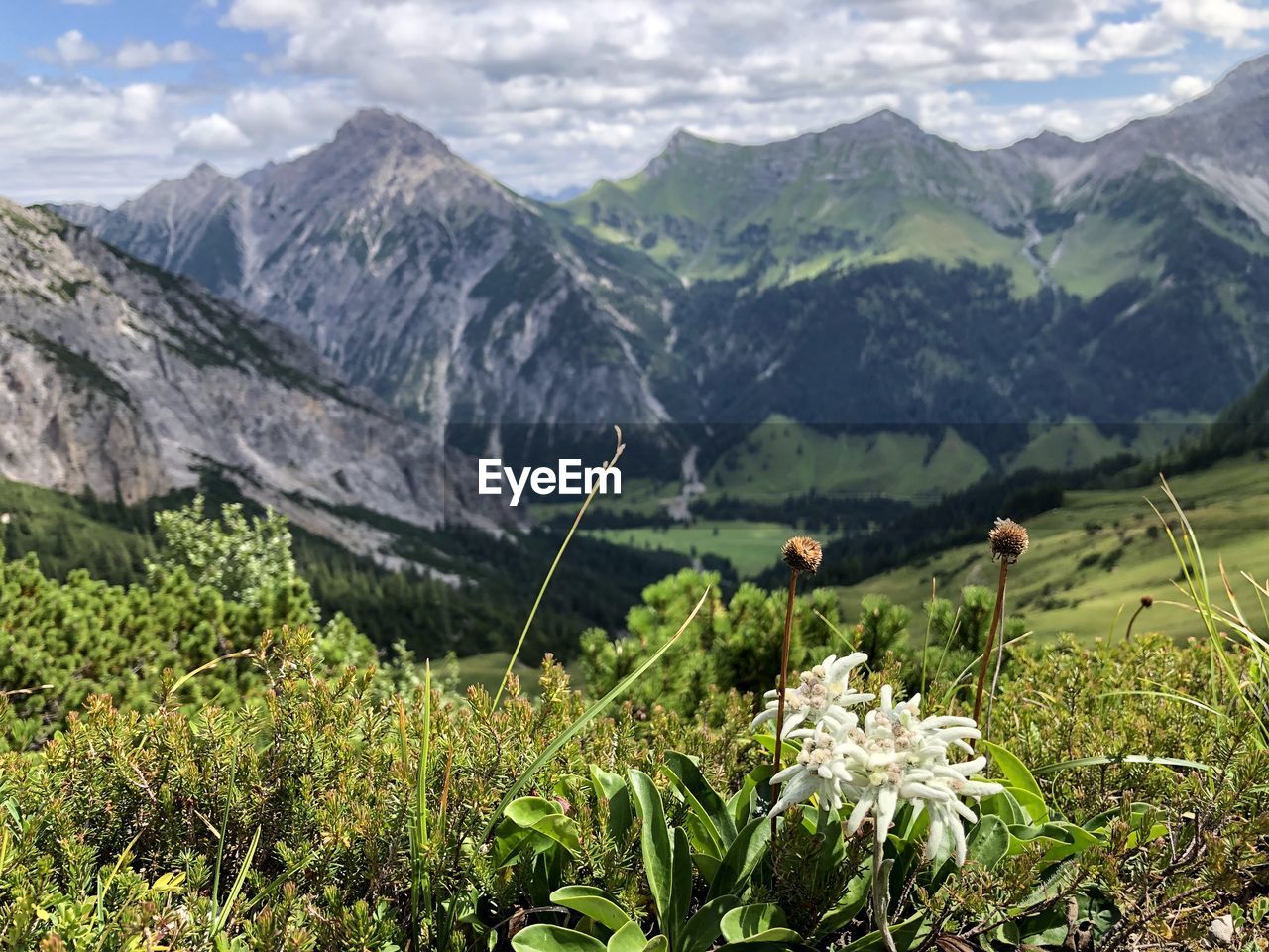 Scenic view of flowering plants on land against mountains