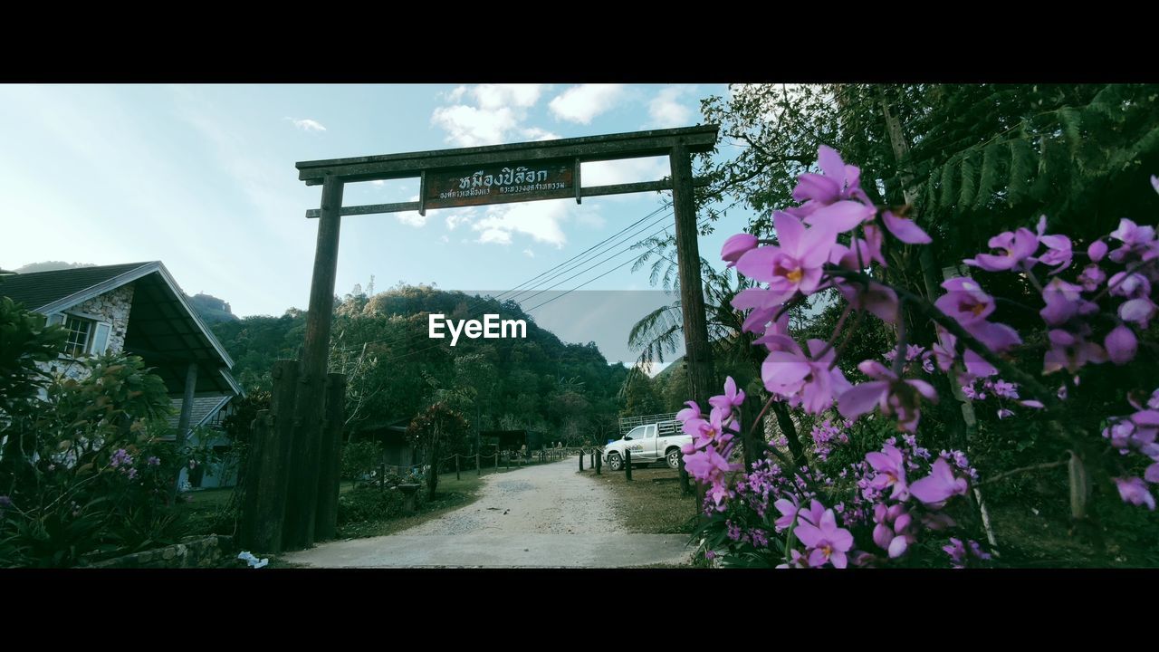 VIEW OF PINK FLOWERING PLANTS BY ROAD AGAINST SKY