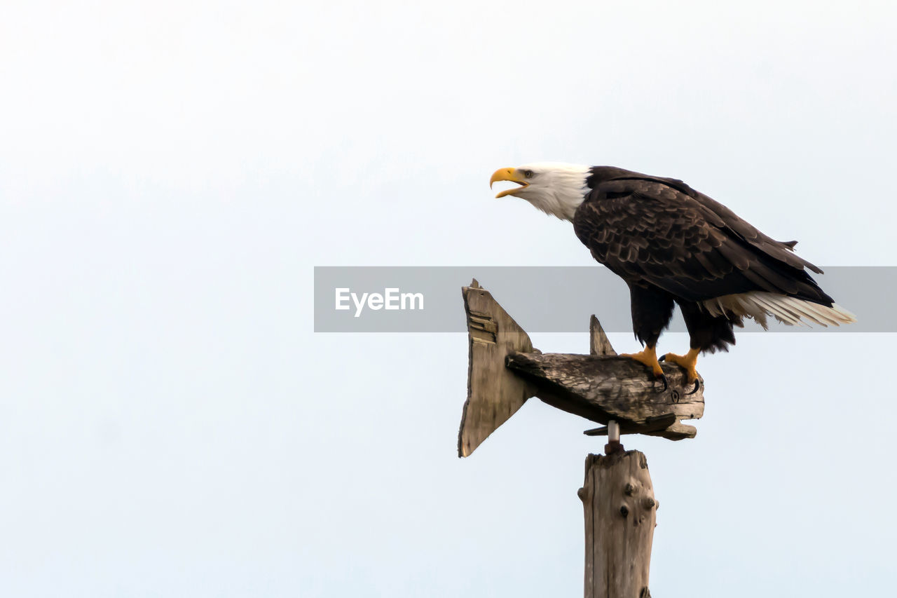 LOW ANGLE VIEW OF EAGLE PERCHING ON BRANCH AGAINST SKY