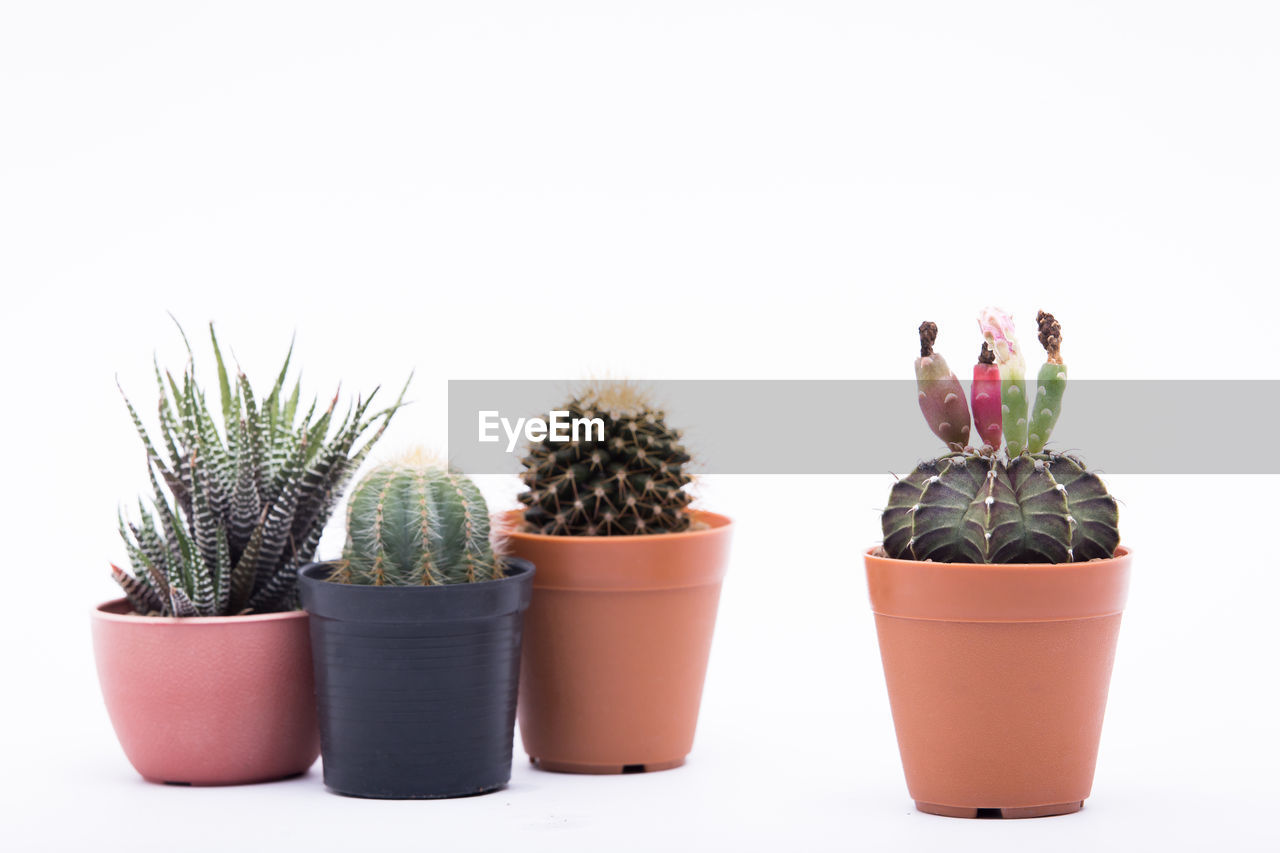 POTTED PLANTS AGAINST WHITE BACKGROUND