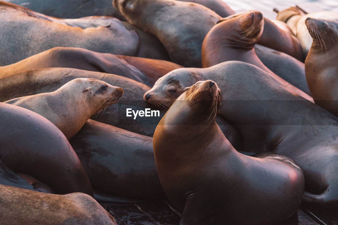 Group of harbour seals