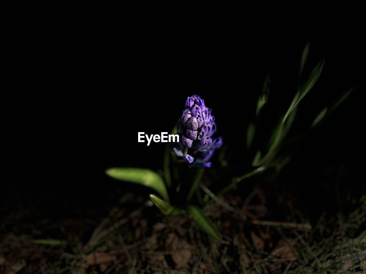 plant, flower, flowering plant, beauty in nature, nature, freshness, macro photography, close-up, growth, purple, green, no people, fragility, night, flower head, petal, botany, outdoors, inflorescence, land, black background, plant part, leaf, focus on foreground, plant stem, field