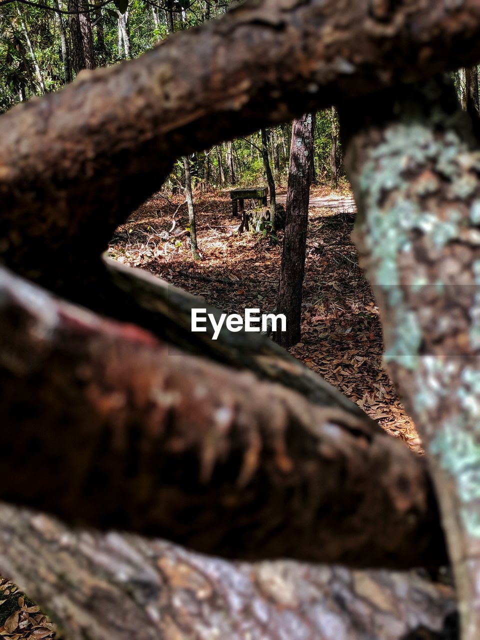 CLOSE-UP OF TREE TRUNK BY PLANTS IN FOREST