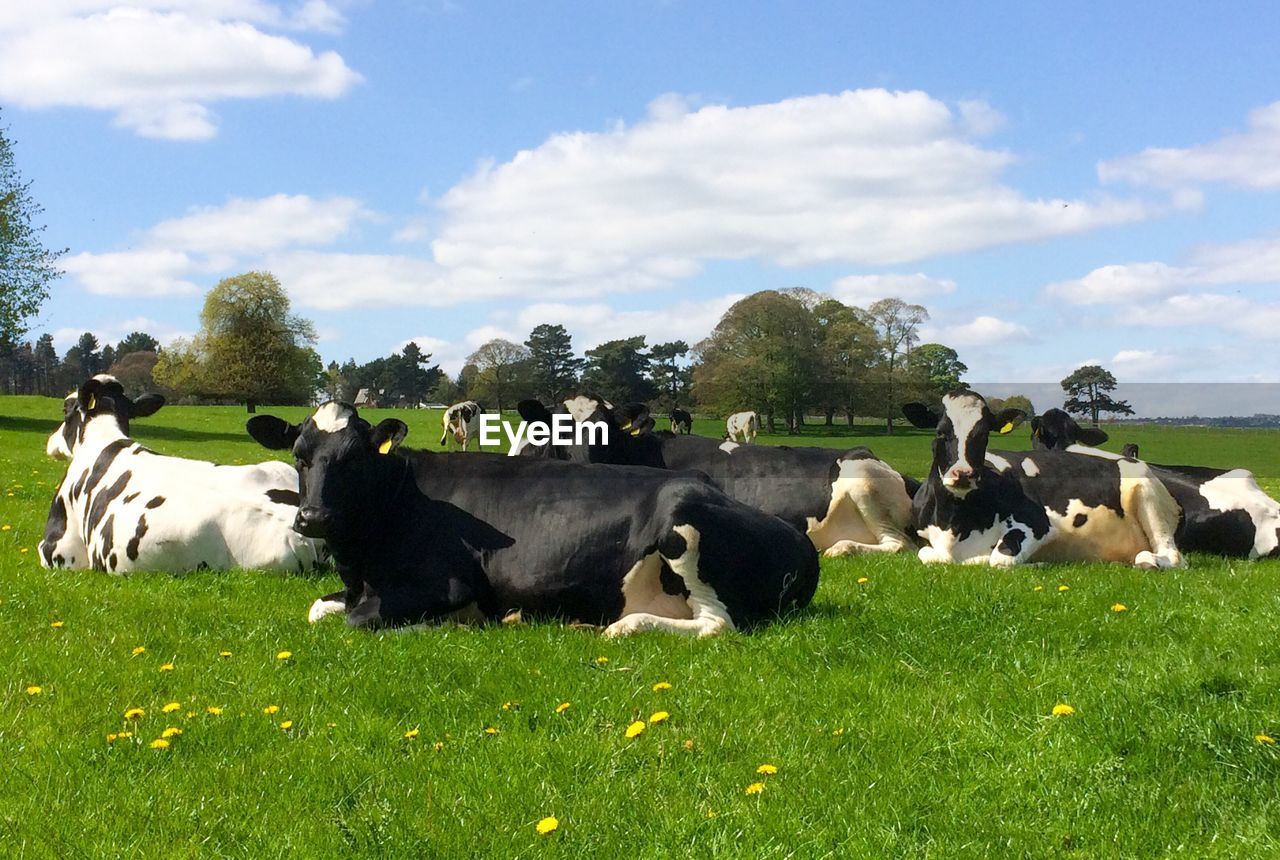 COWS GRAZING ON FIELD