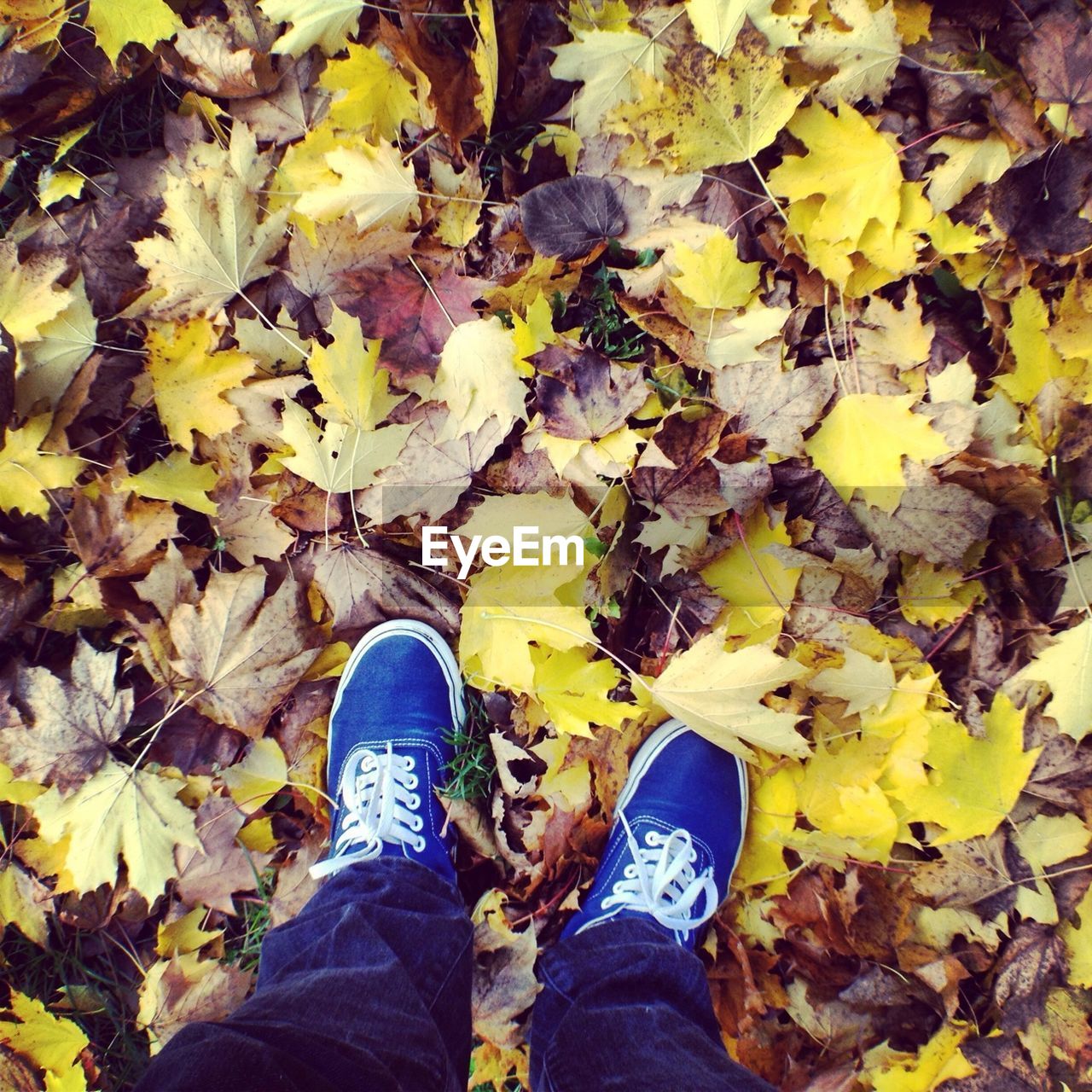 Low-section of man standing in heap of leaves