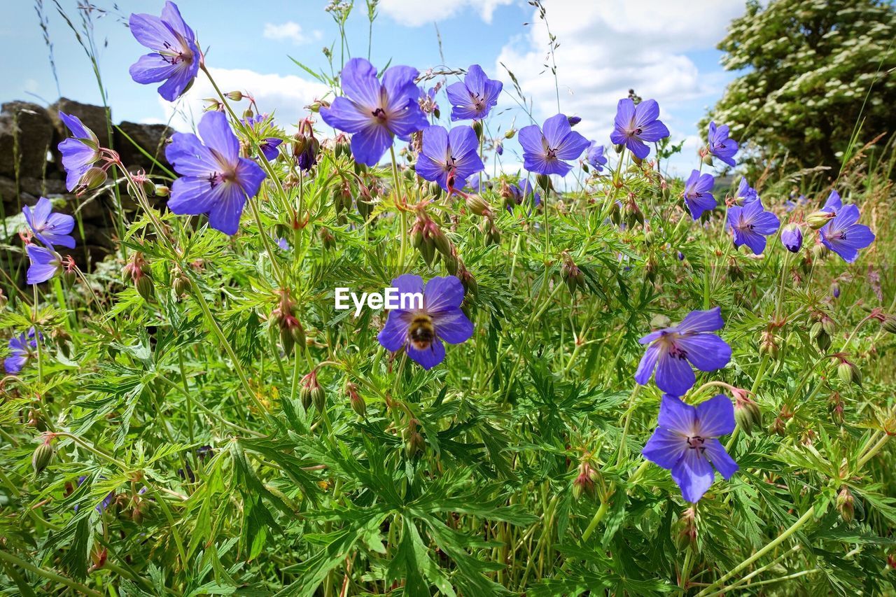 Fresh purple flowers blooming in park against sky