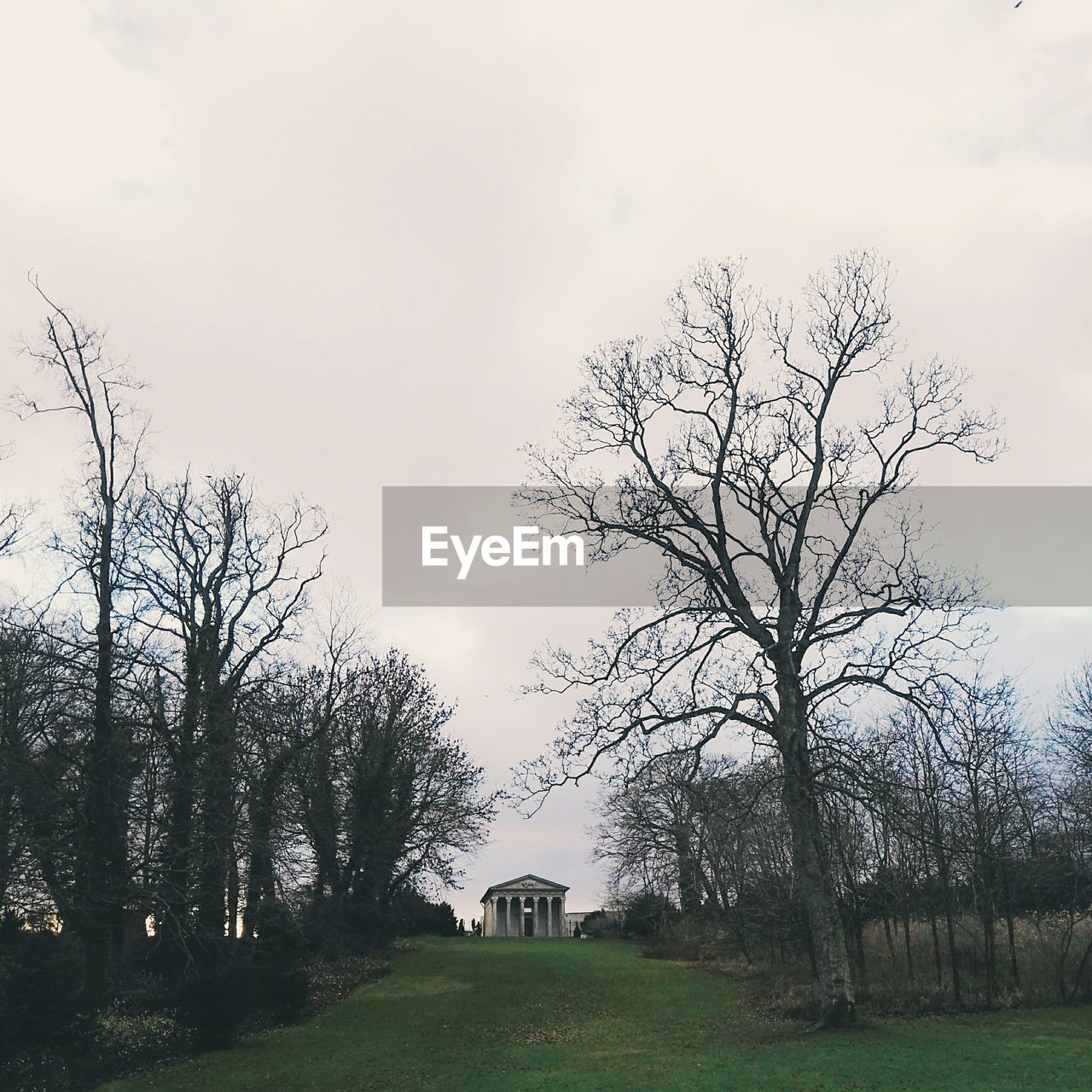 BARE TREES ON GRASSY FIELD AGAINST CLOUDY SKY