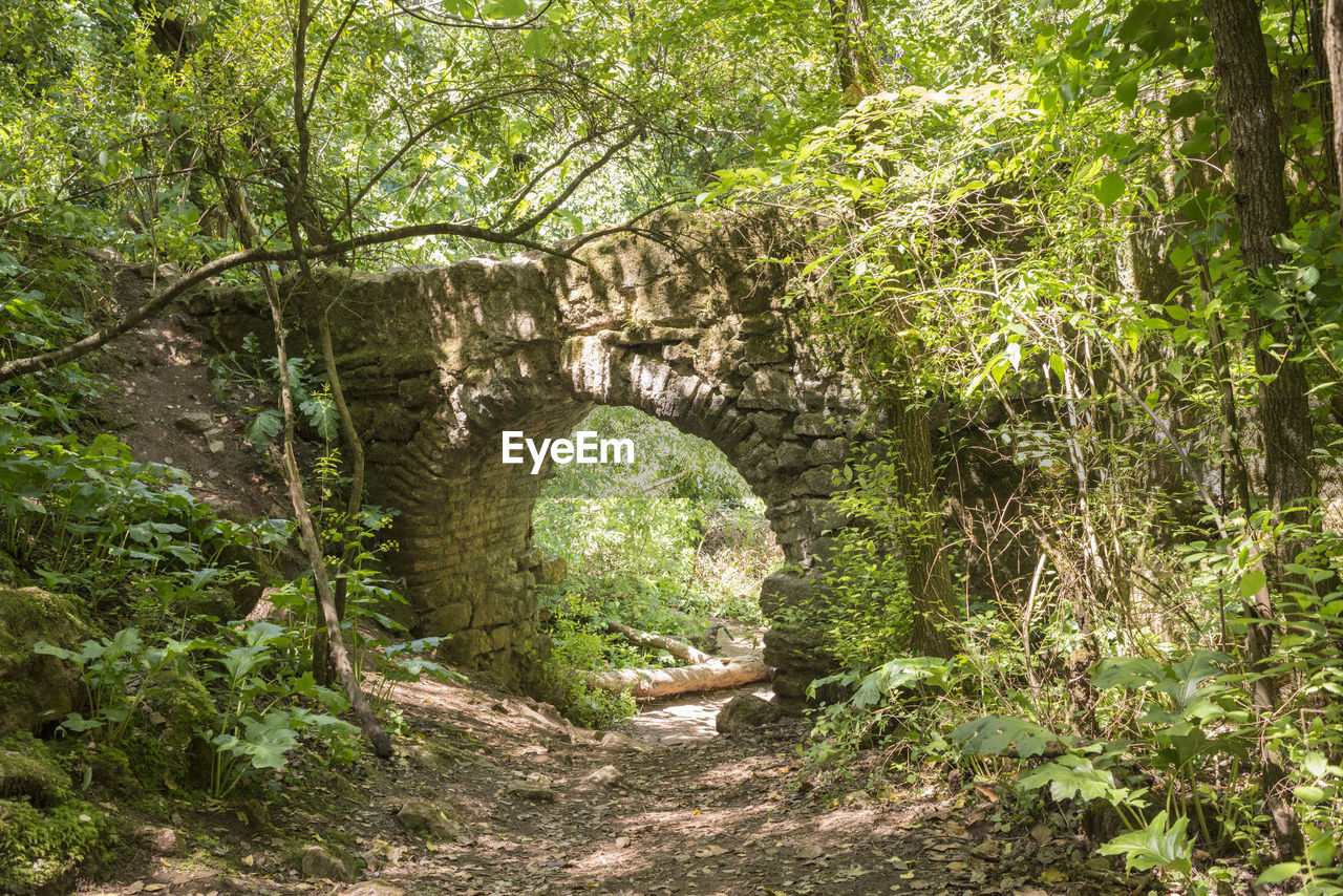 VIEW OF TREES IN FOREST