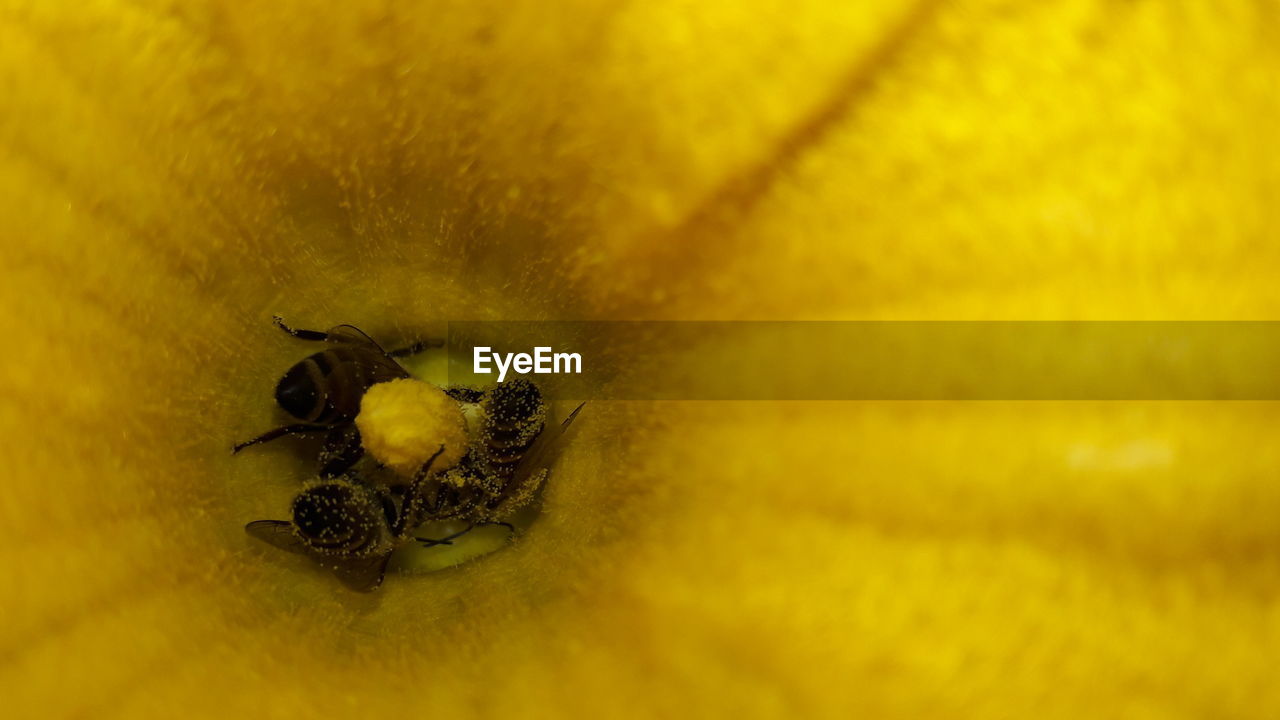 High angle view of bees pollinating on yellow flower