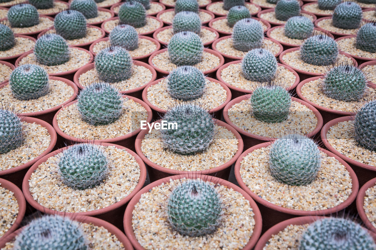 Full frame shot of cactus for sale at market