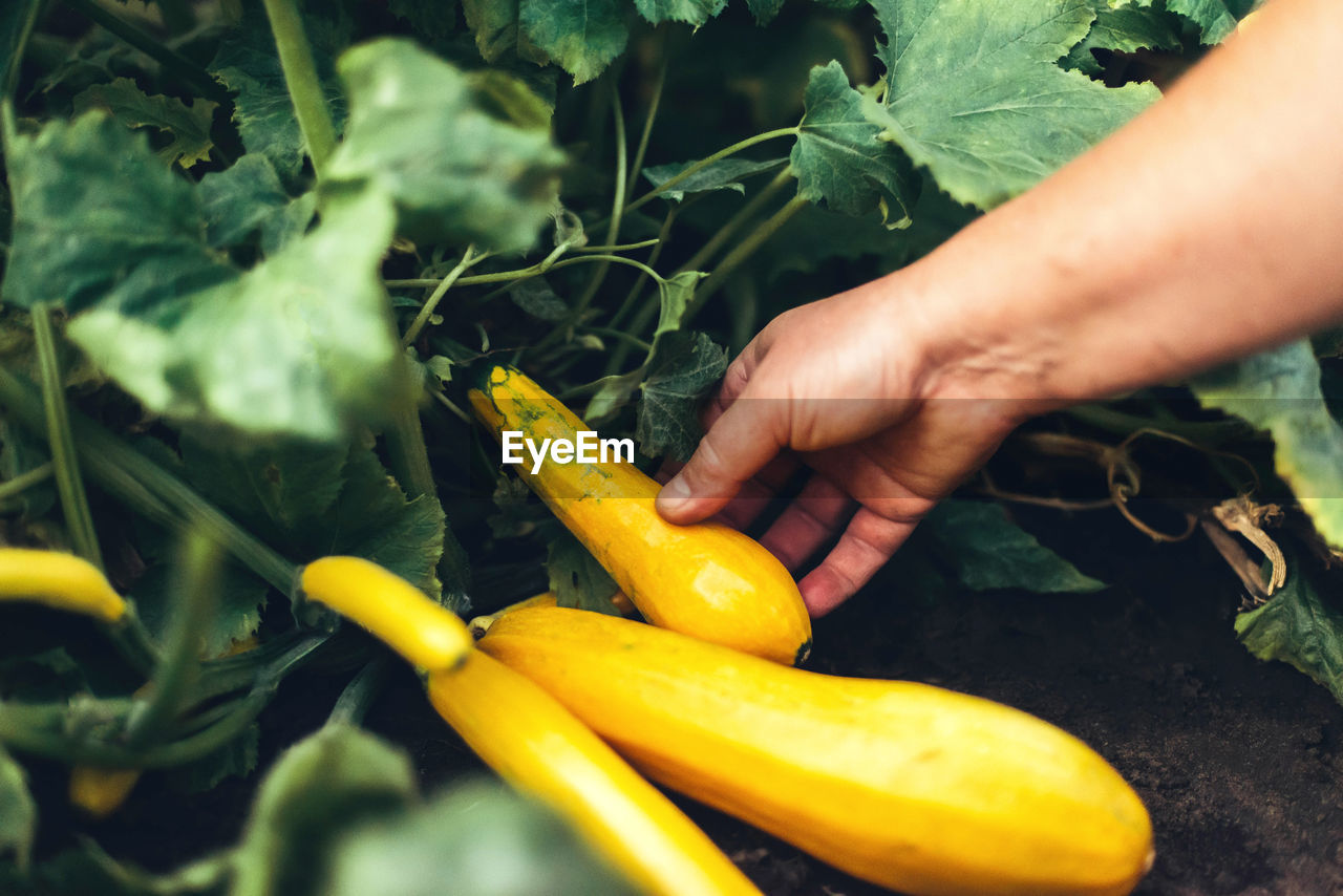 Woman holding zucchini while standing at garden