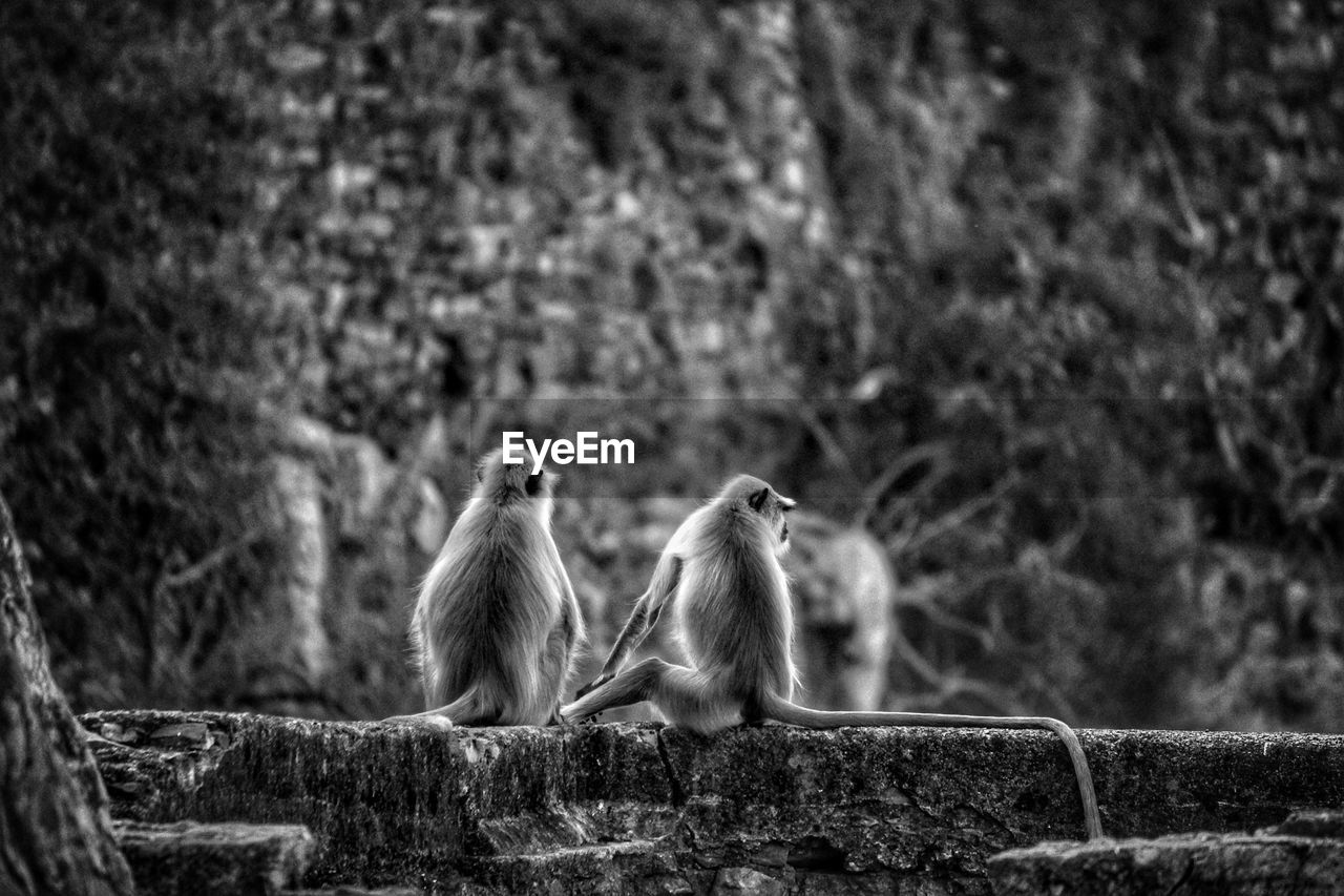 Monkeys chilling out