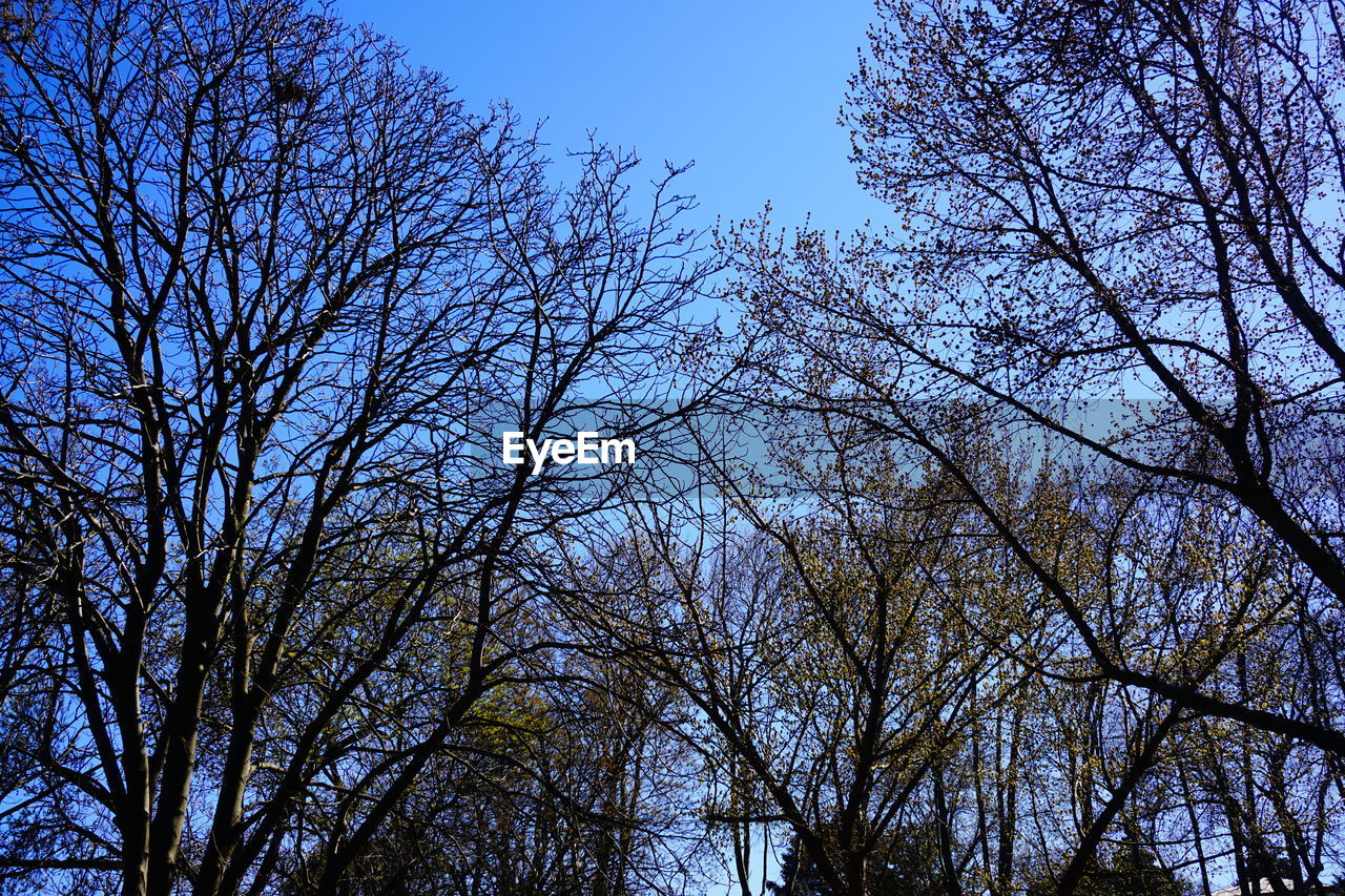 LOW ANGLE VIEW OF BARE TREES AGAINST SKY