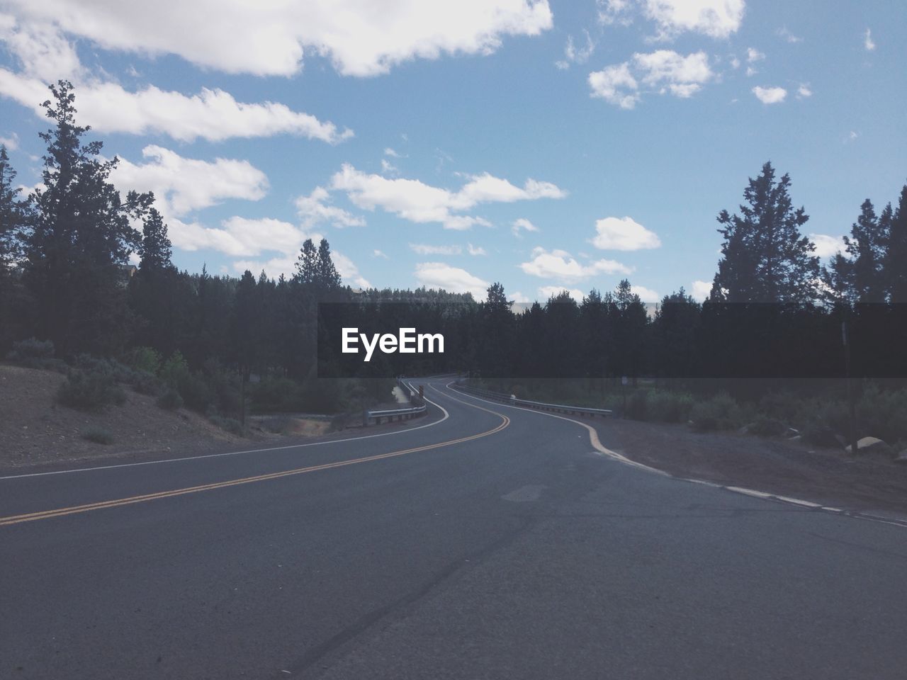 Curved motorway with pine trees