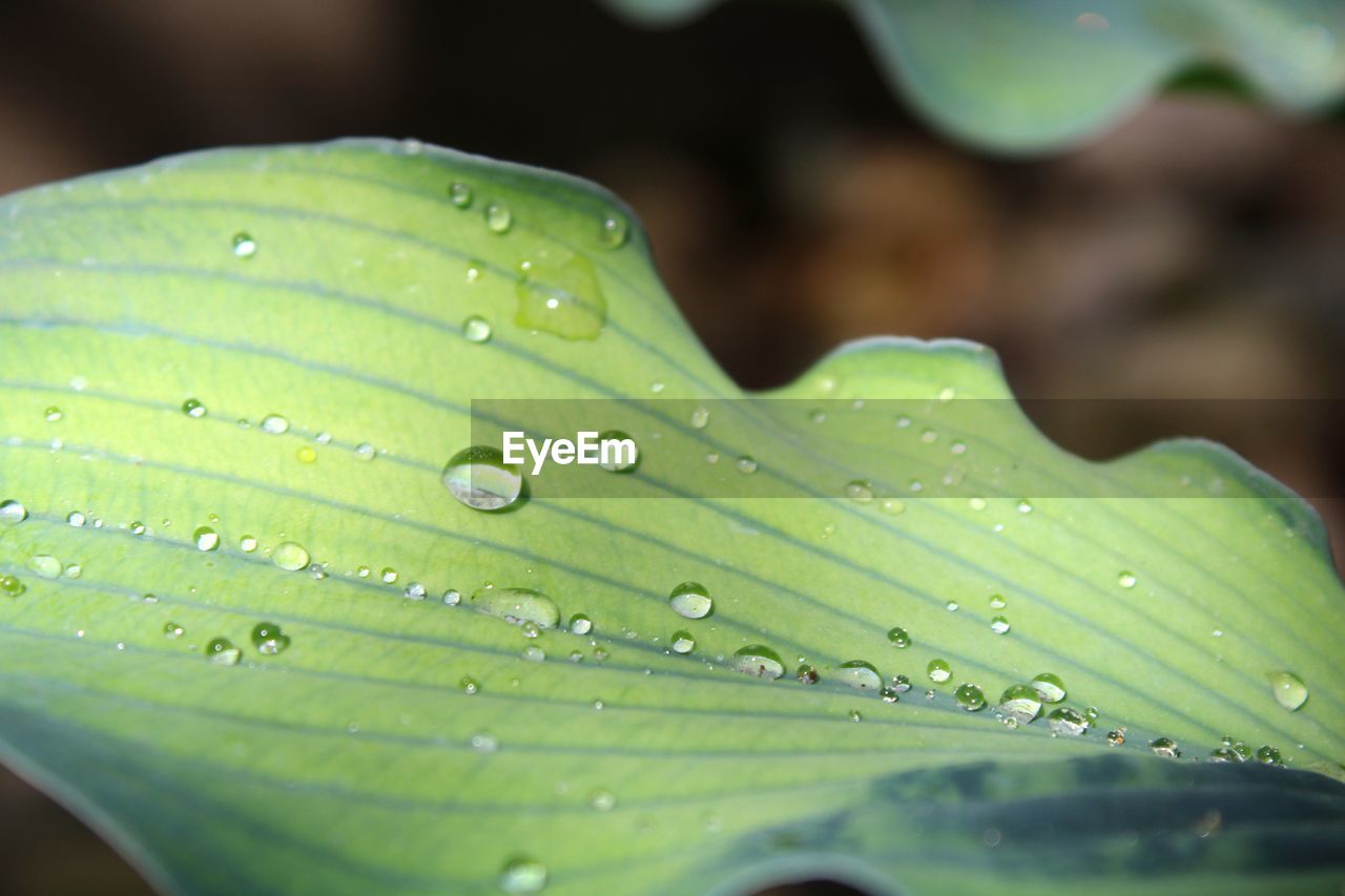 Close-up of raindrops on leaves