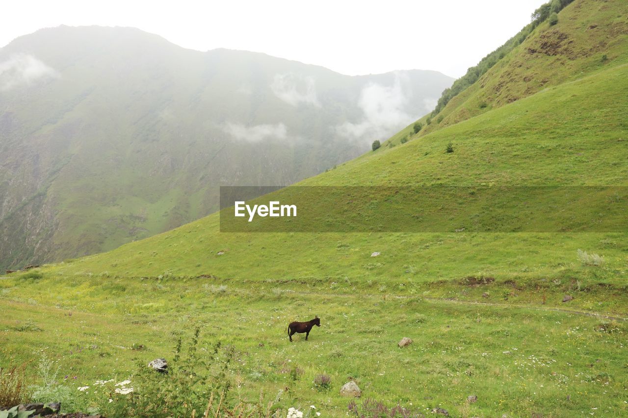 VIEW OF A GRAZING ON LANDSCAPE